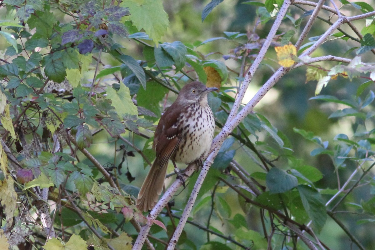 Brown Thrasher - ML646759013