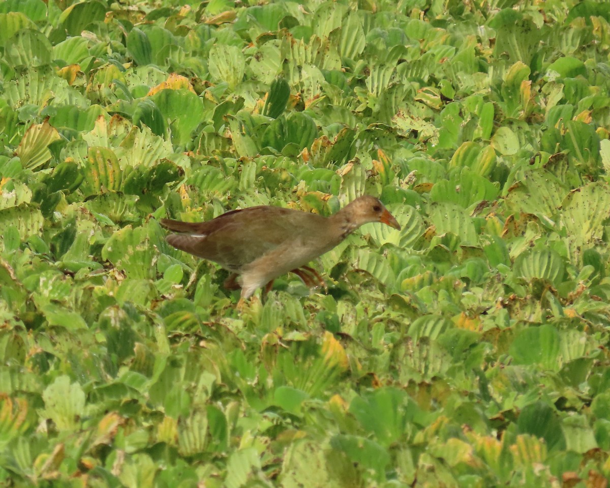 Sarı Bacaklı Sazhorozu - ML646759014