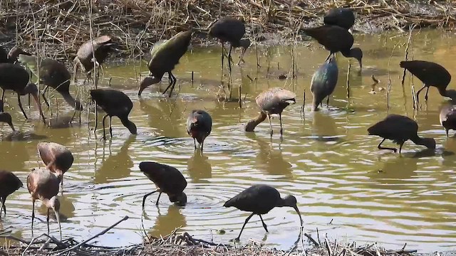 White-faced Ibis - ML646759018