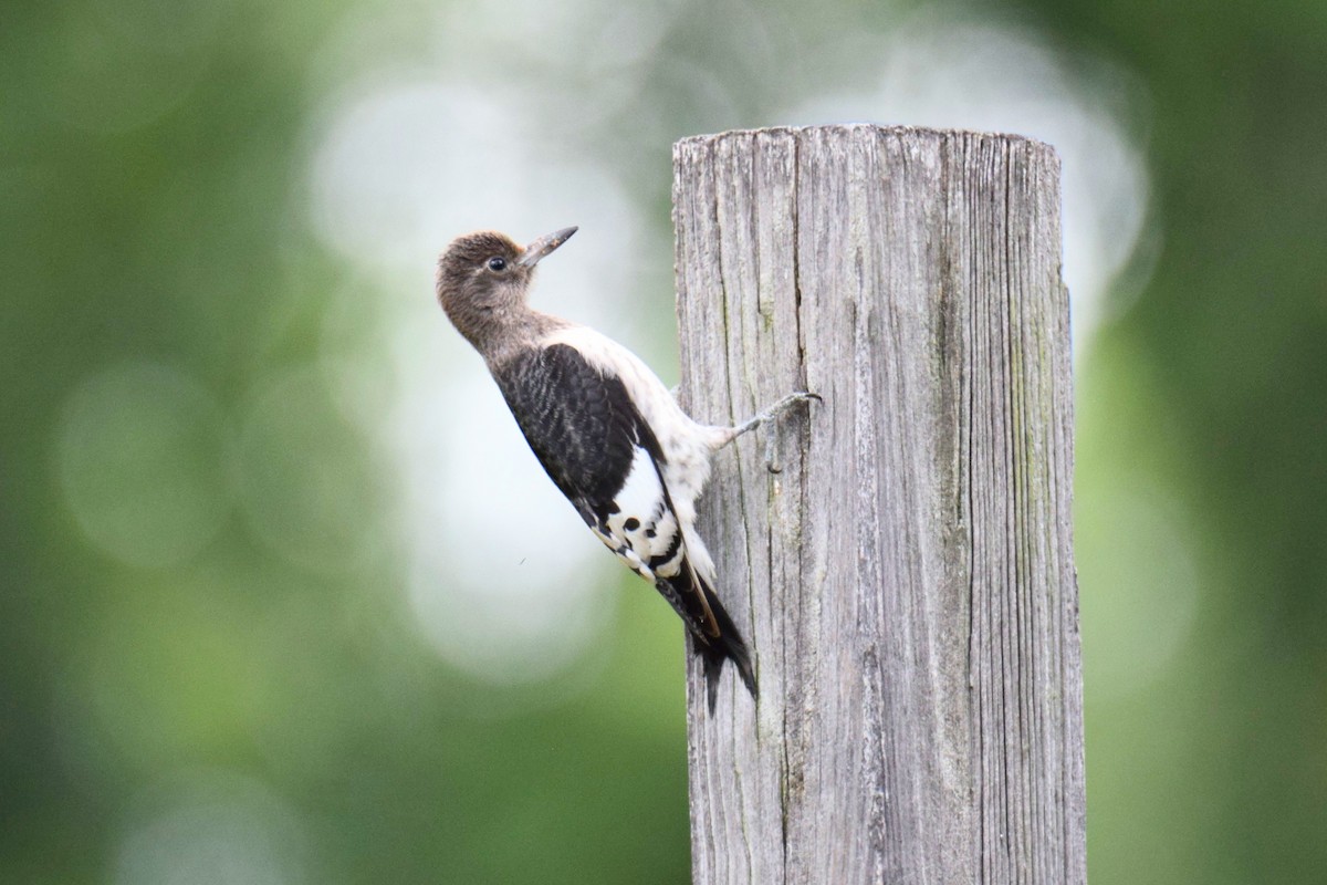 Red-headed Woodpecker - ML646759019
