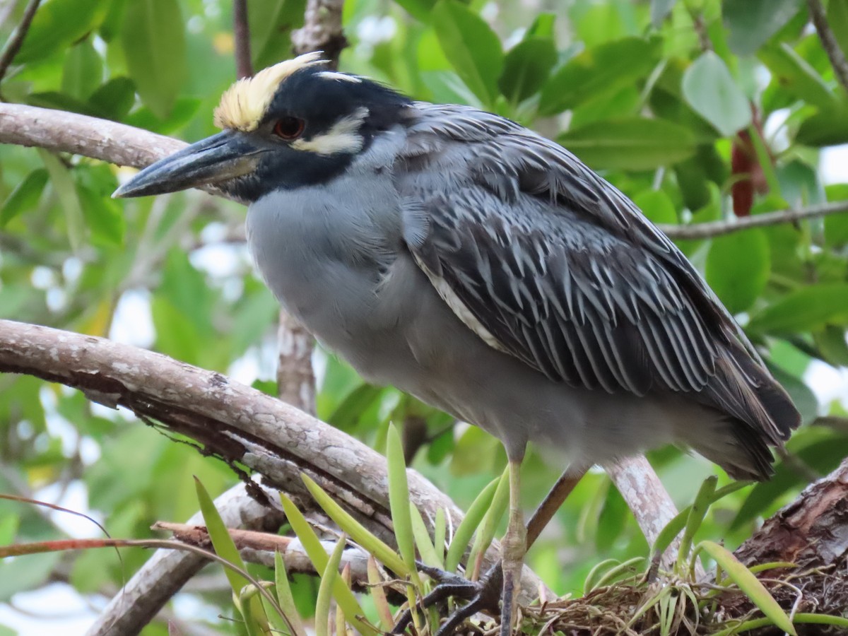 kvakoš žlutočelý - ML646759021