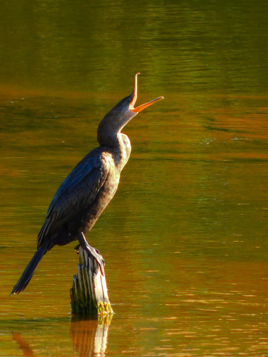 kormorán neotropický - ML646759023