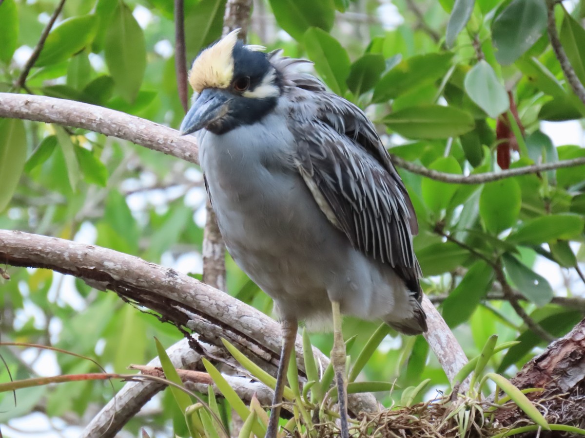 kvakoš žlutočelý - ML646759024