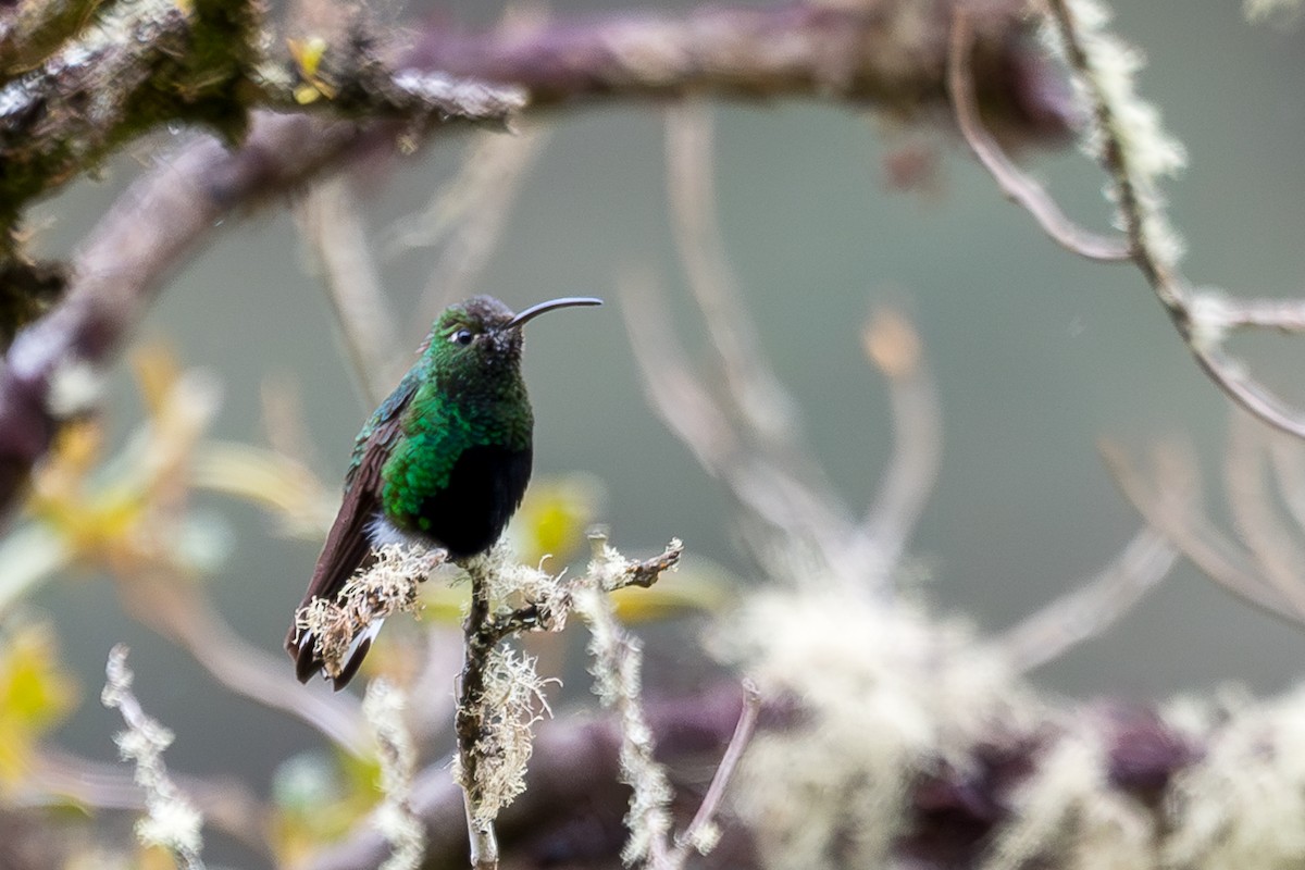 Mountain Velvetbreast - ML646759025