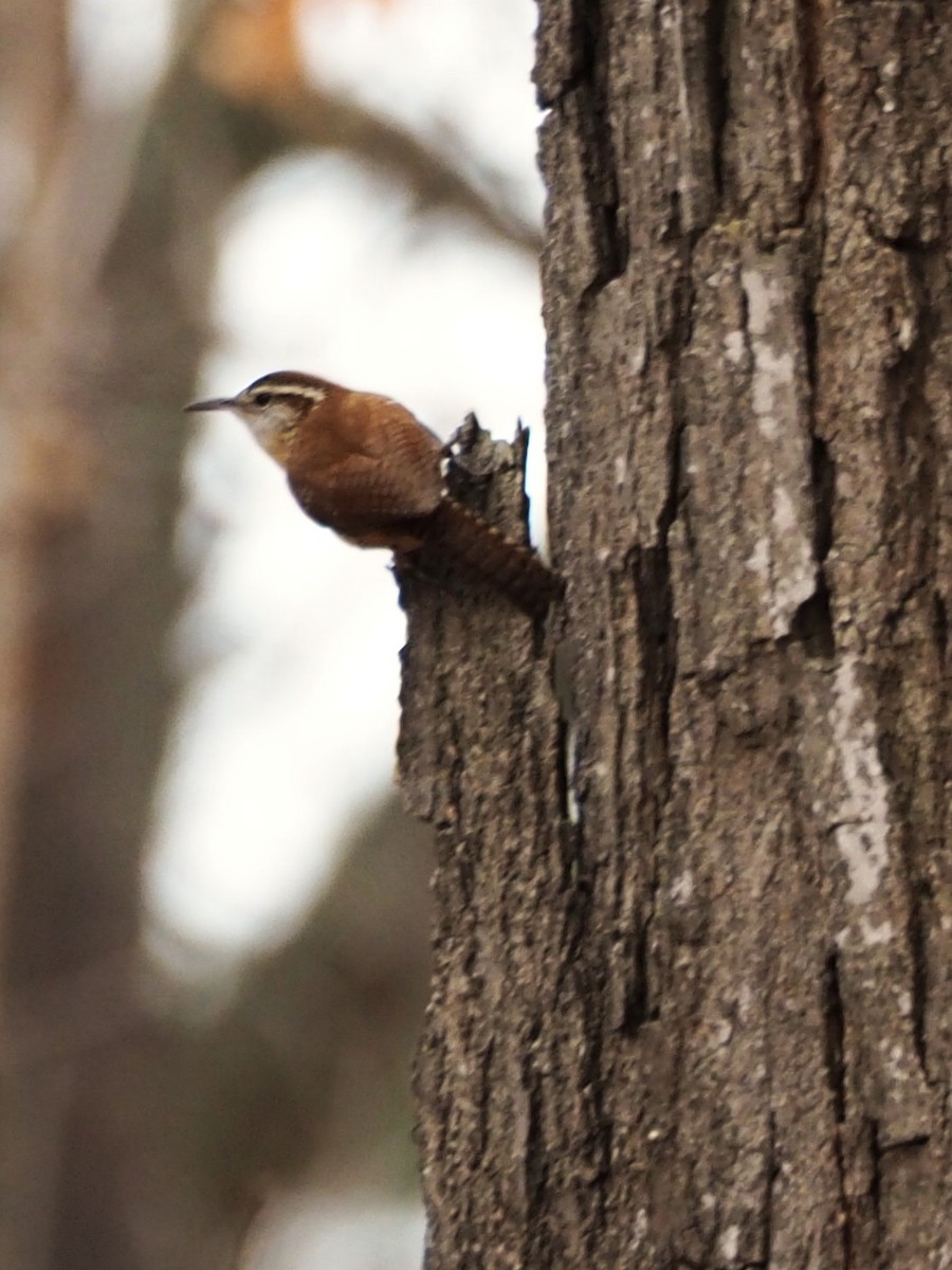 Carolina Wren - ML646759026