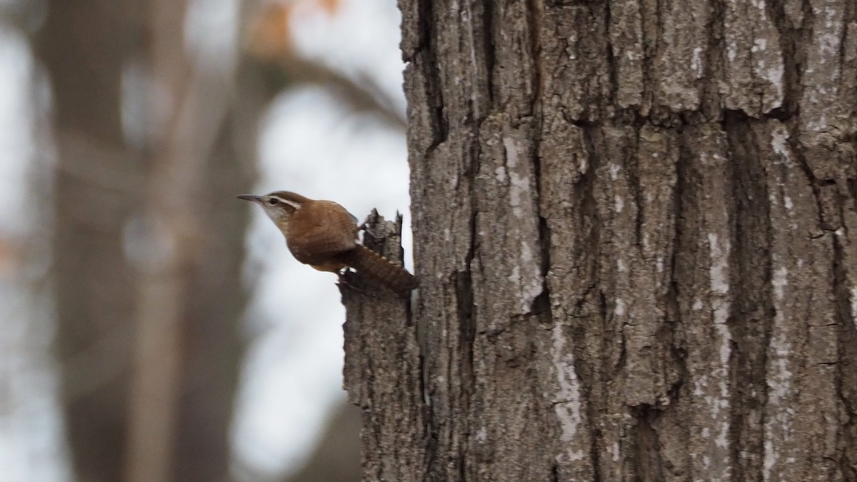 Carolina Wren - ML646759027
