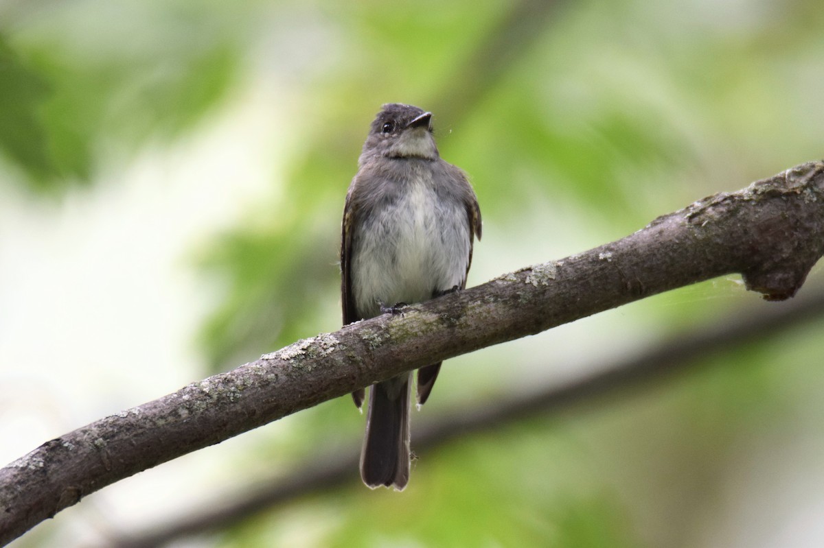 Eastern Wood-Pewee - ML646759030