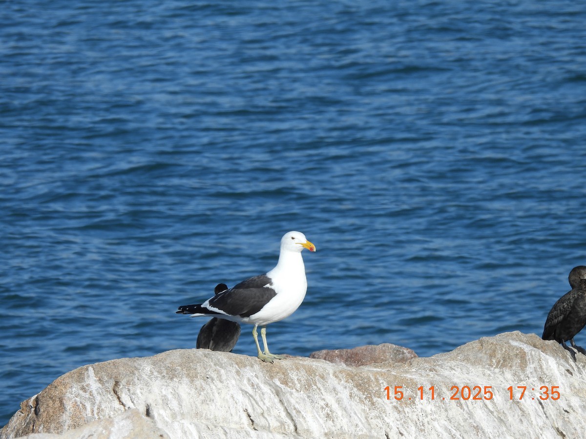 Kelp Gull - ML646759032
