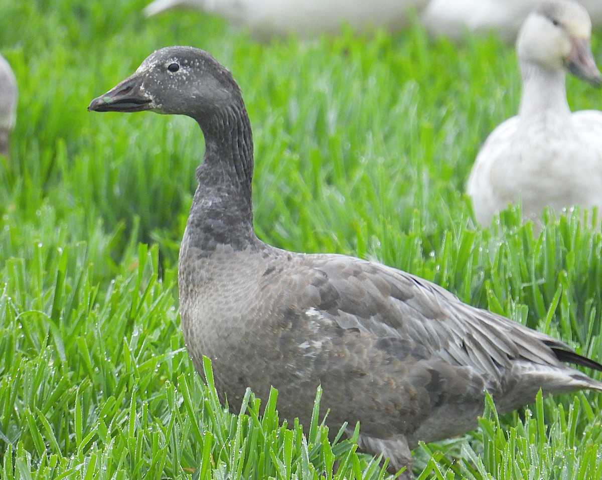 Snow/Ross's Goose - ML646759033