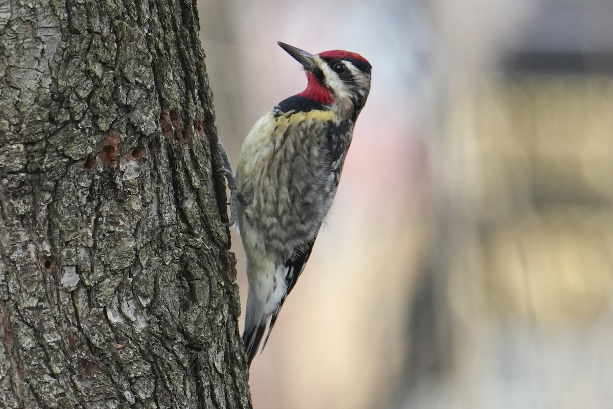 Yellow-bellied Sapsucker - ML646759034