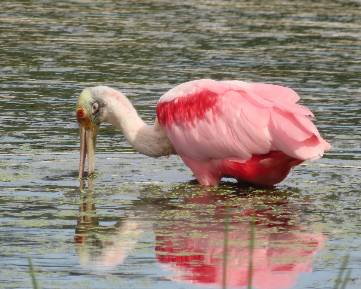 rosenskjestork - ML646759035