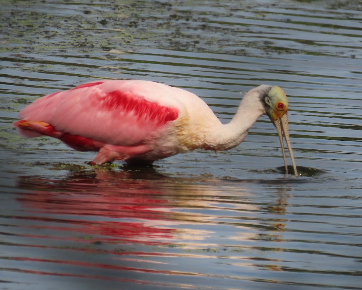 rosenskjestork - ML646759036