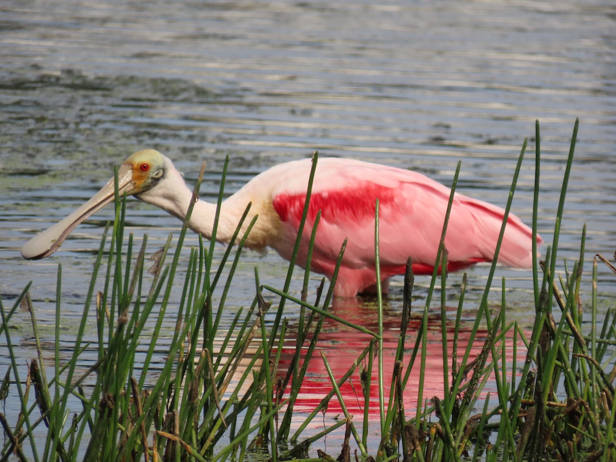 rosenskjestork - ML646759037