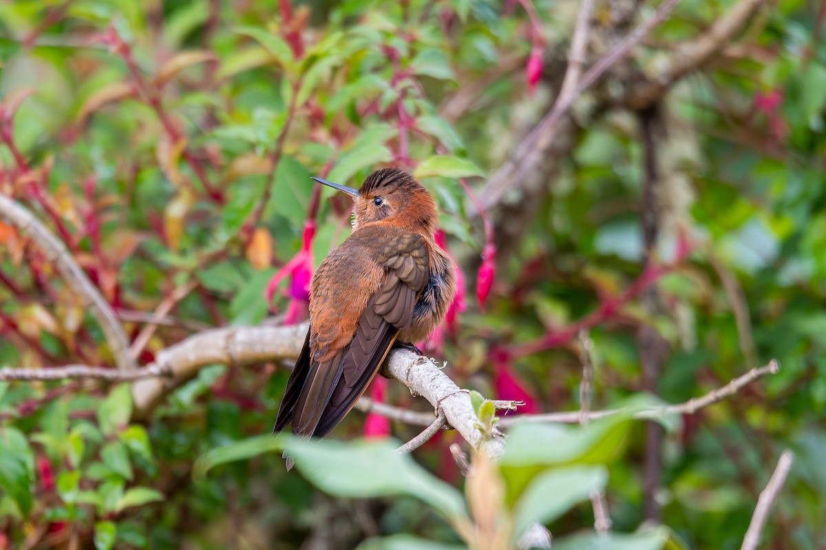 kobbersolkolibri - ML646759038