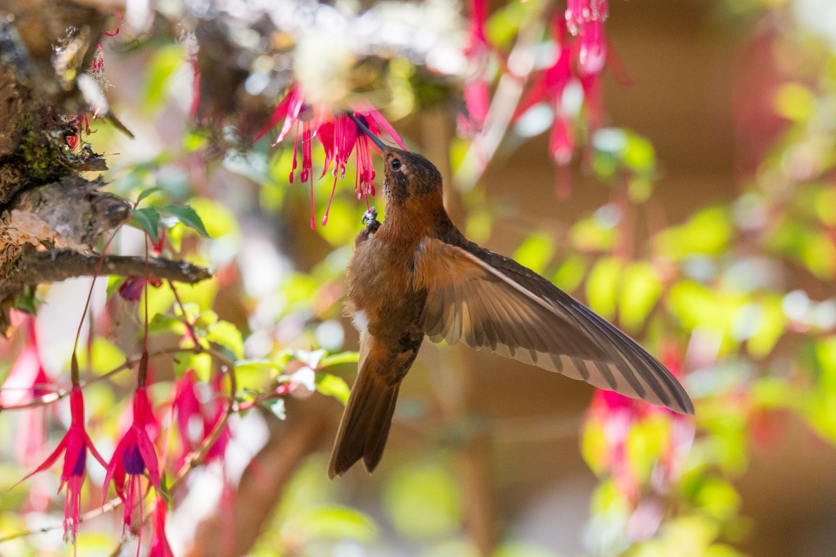 kobbersolkolibri - ML646759039