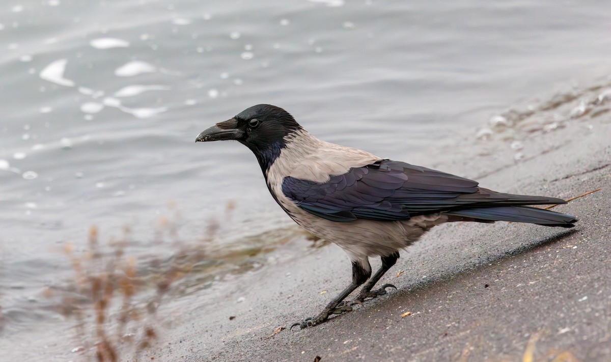 kråke - ML646759040