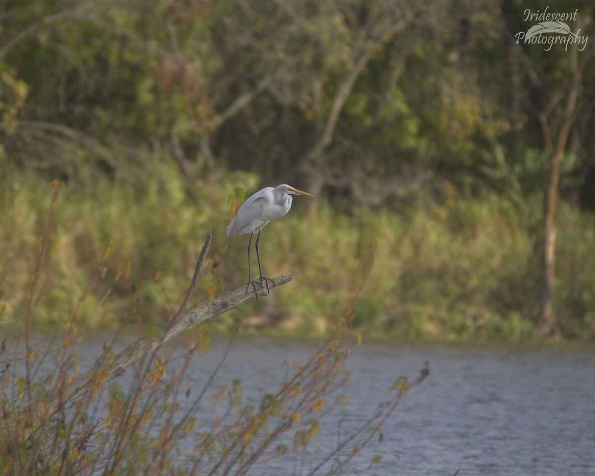 egretthegre - ML646759041