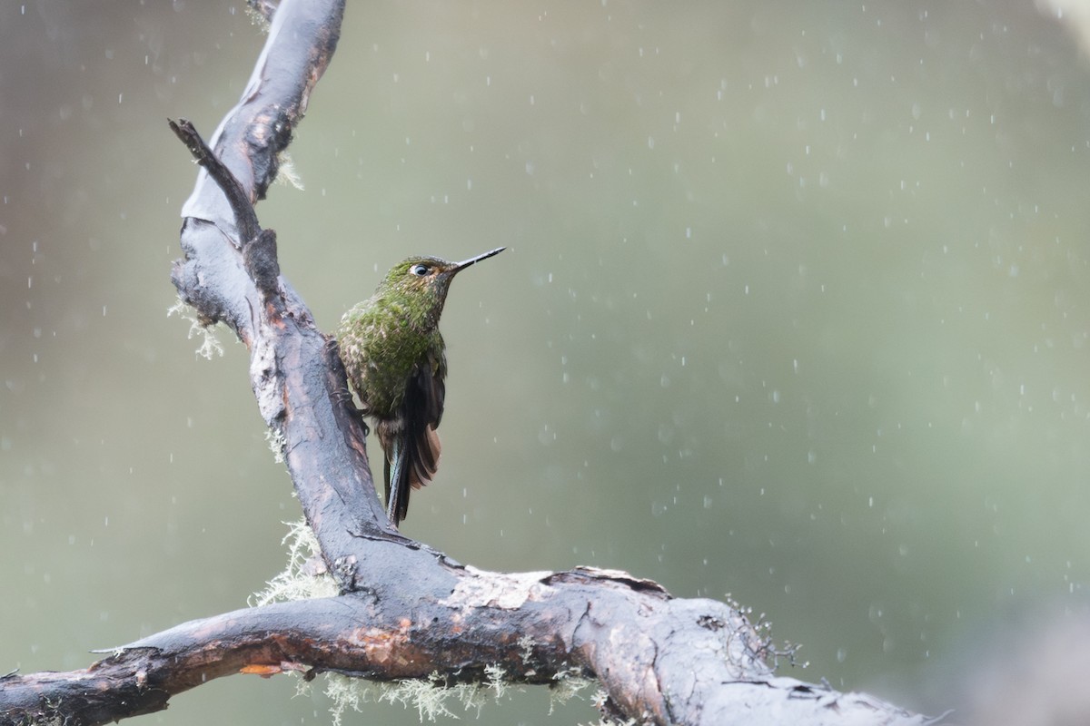 grønnmetallstjert - ML646759042