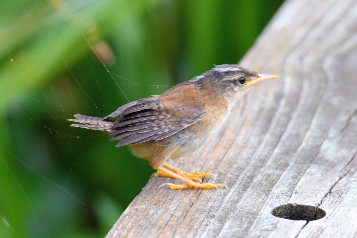 myrsmett - ML646759043