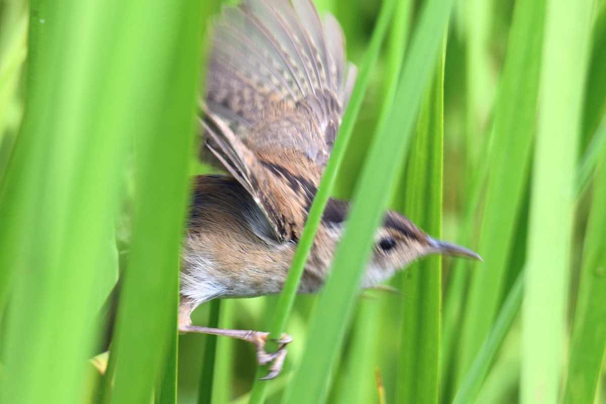 myrsmett - ML646759044