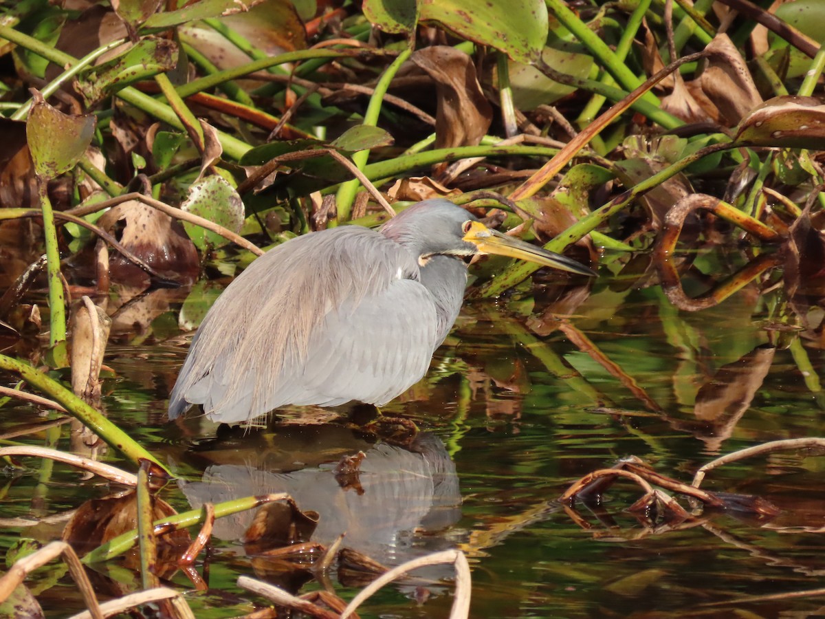 prakthegre - ML646759046