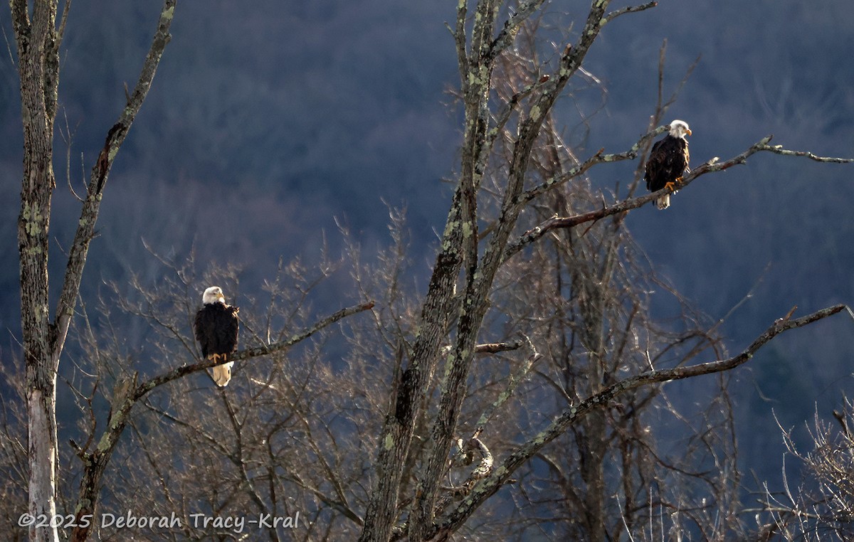 hvithodehavørn - ML646759047
