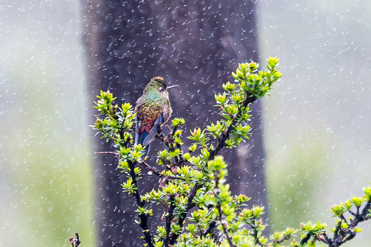 regnbuenålkolibri - ML646759052