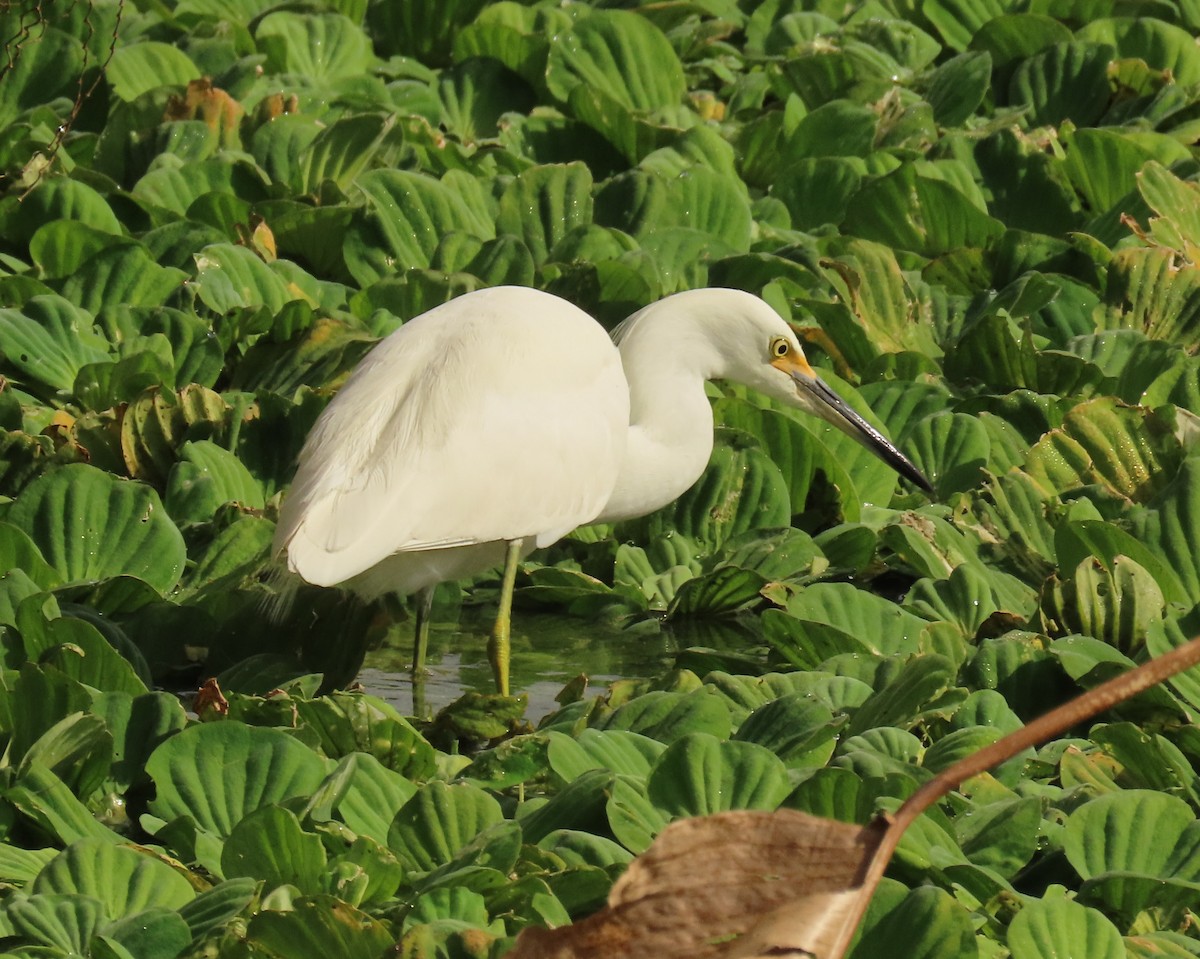 snøhegre - ML646759053