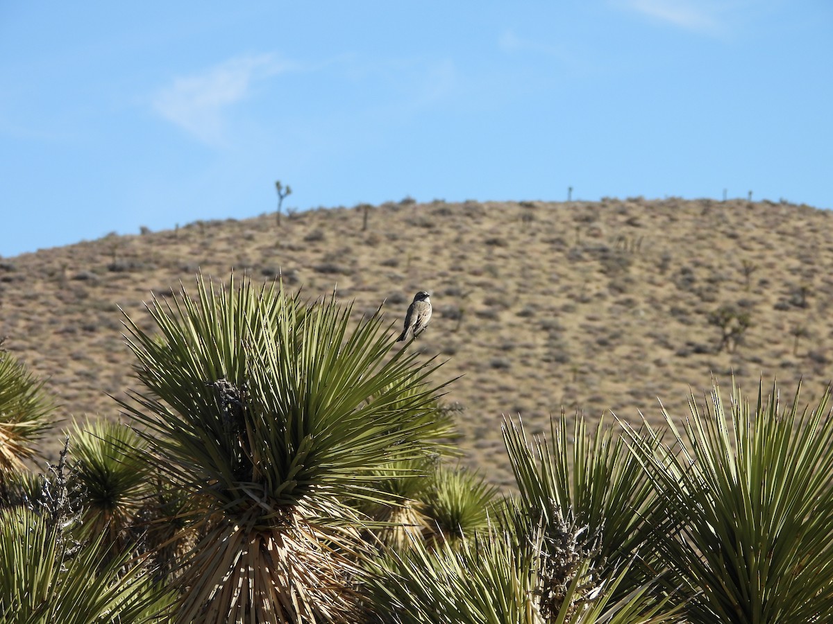Sagebrush/Bell's Sparrow (Sage Sparrow) - ML646759054