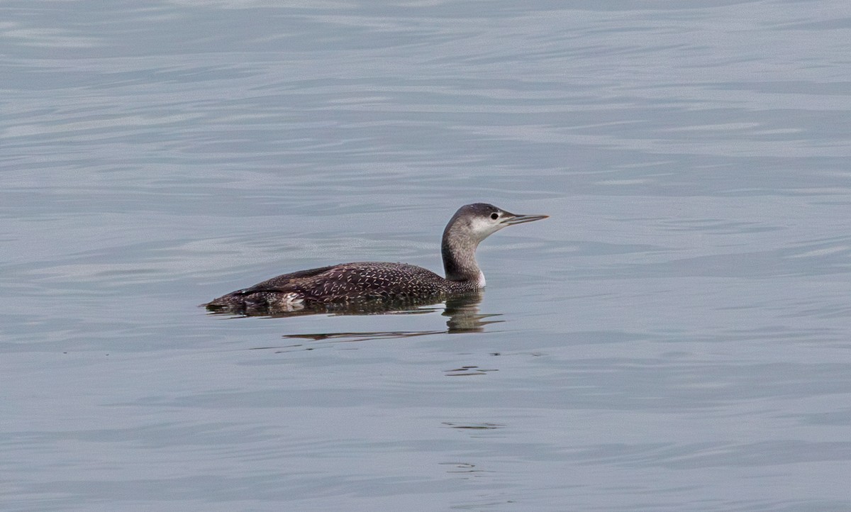 smålom - ML646759055