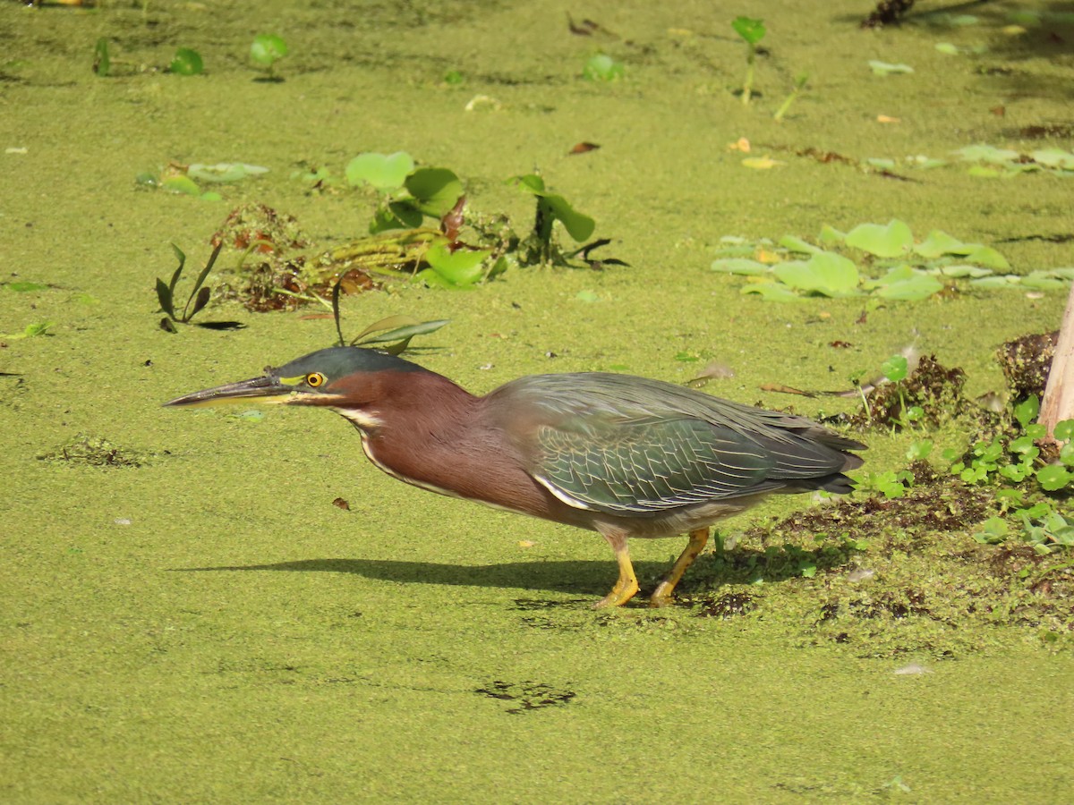 grønnrygghegre - ML646759059