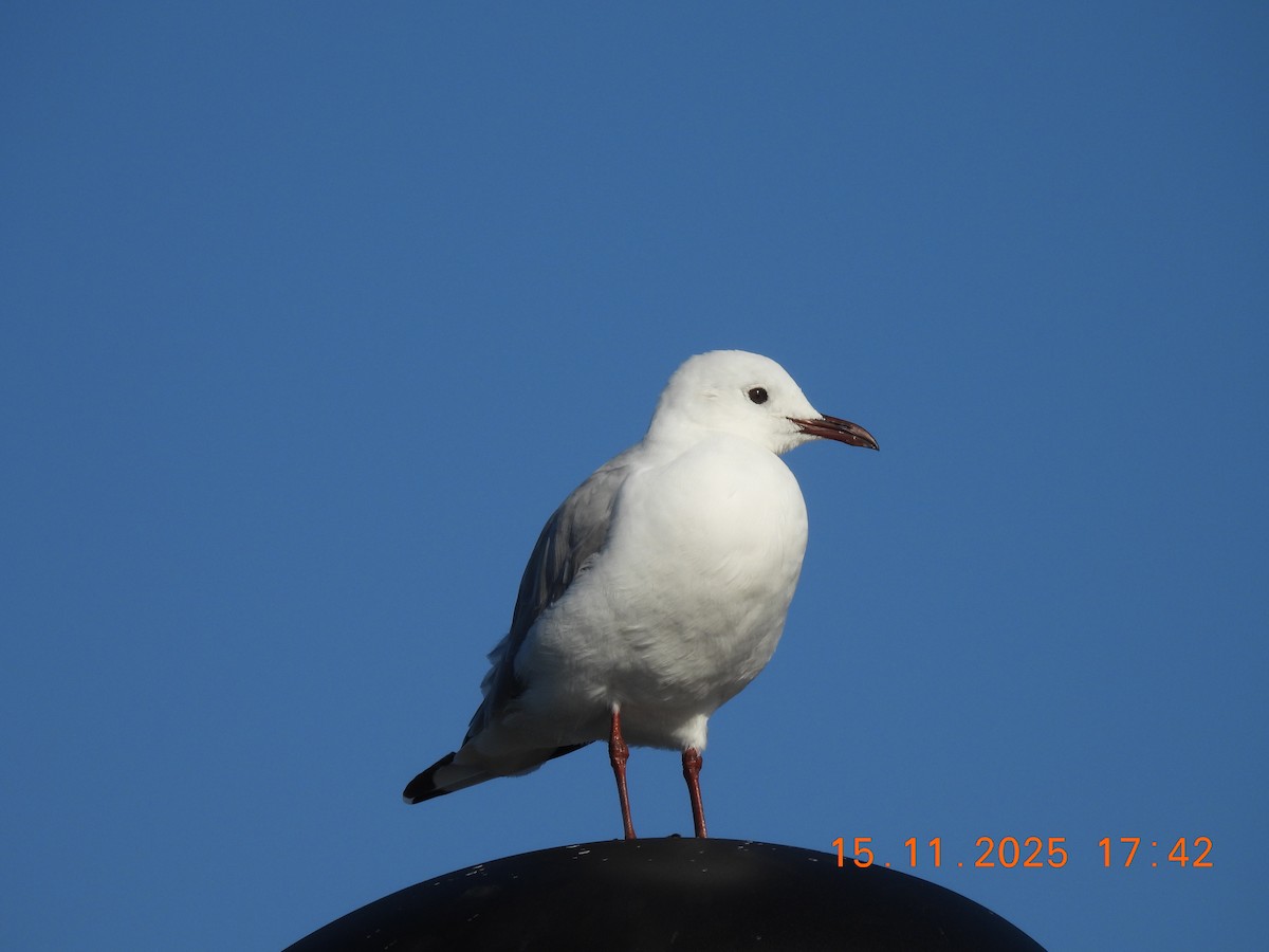 namibmåke - ML646759060