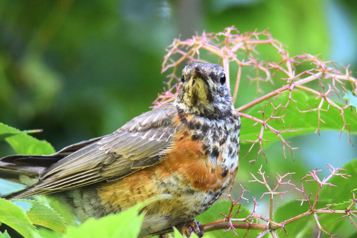 vandretrost - ML646759062