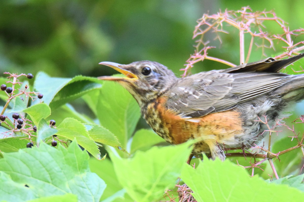 vandretrost - ML646759063