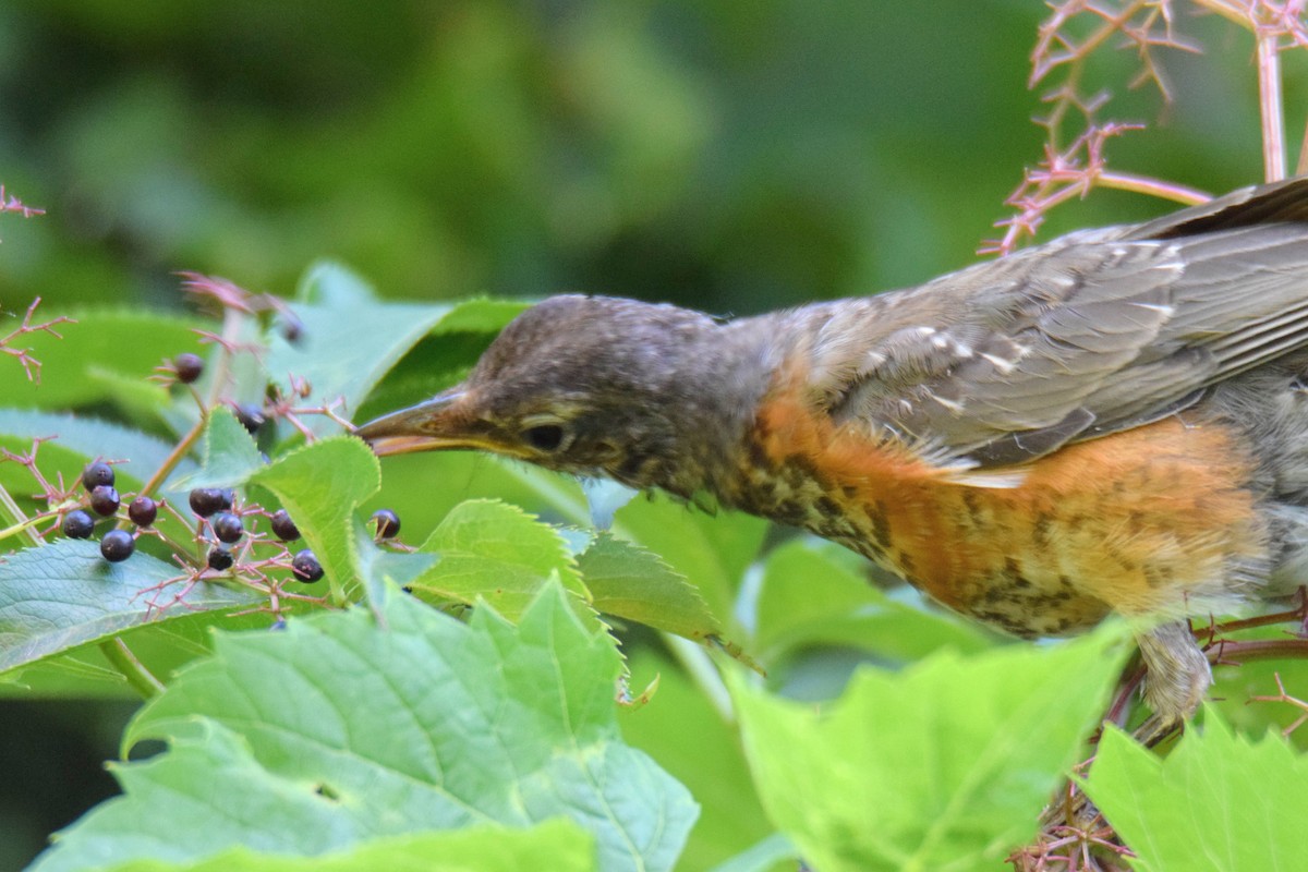 vandretrost - ML646759064