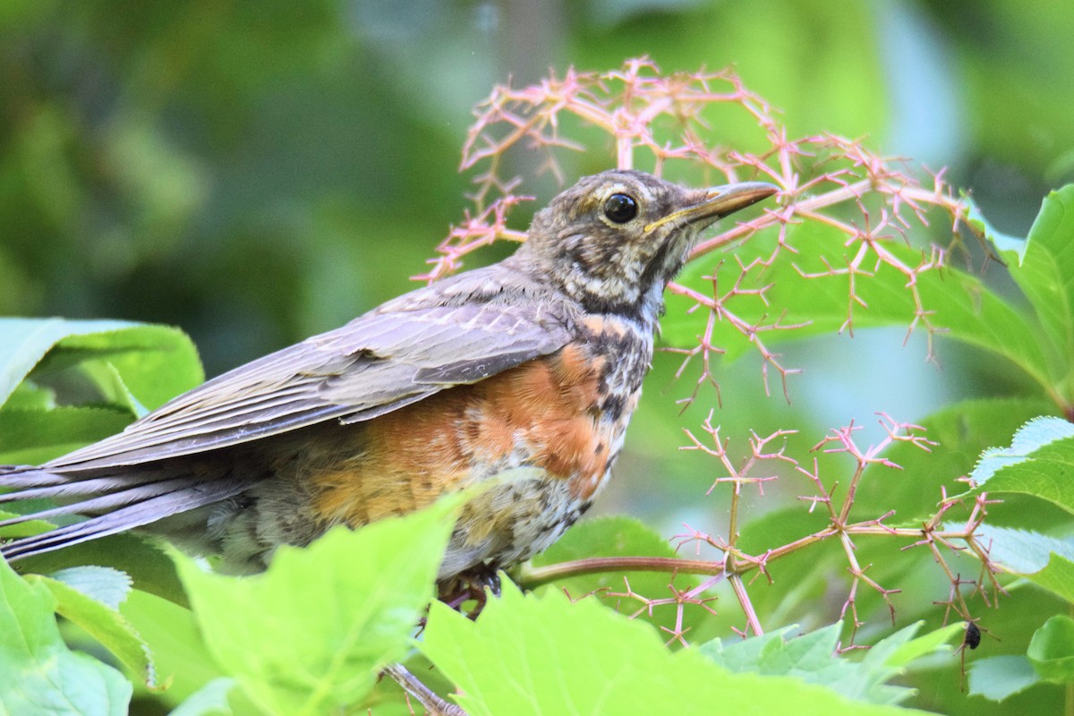 vandretrost - ML646759065