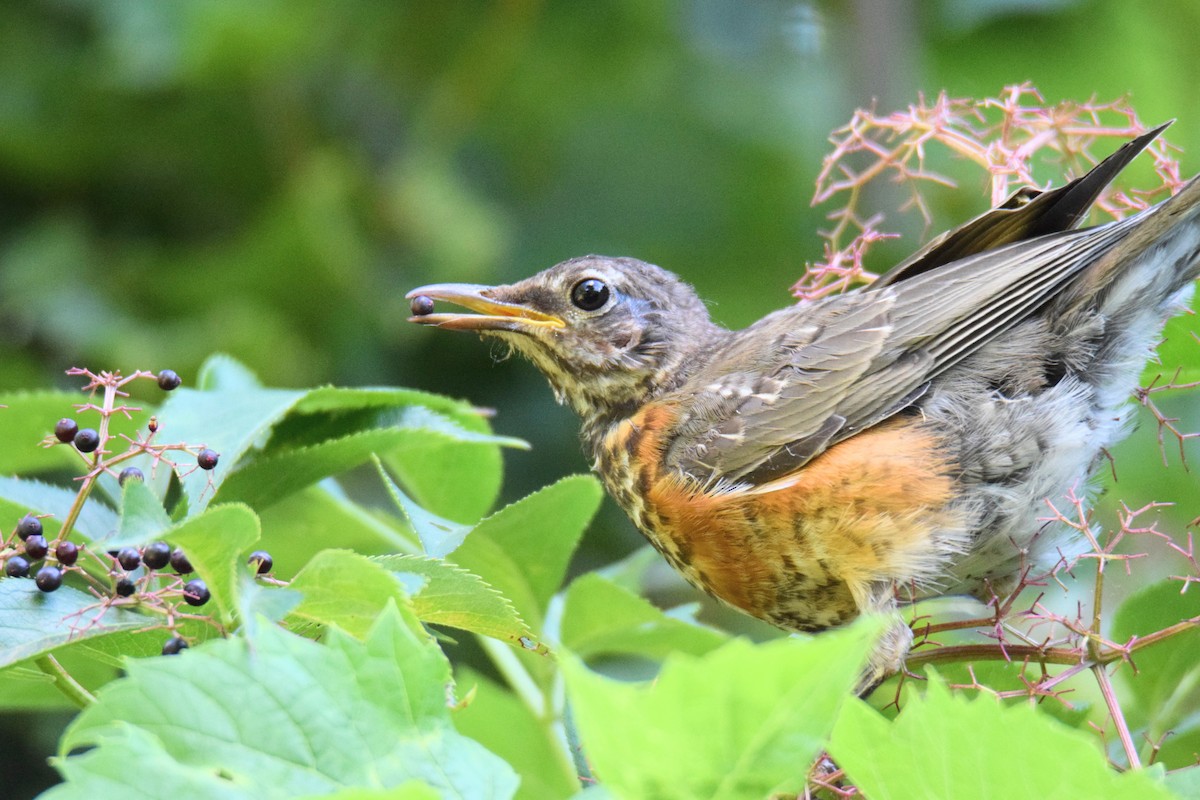 vandretrost - ML646759066