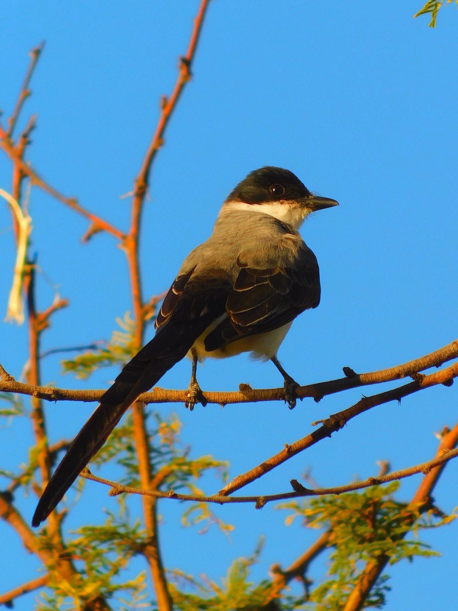 gaffeltyrann - ML646759067