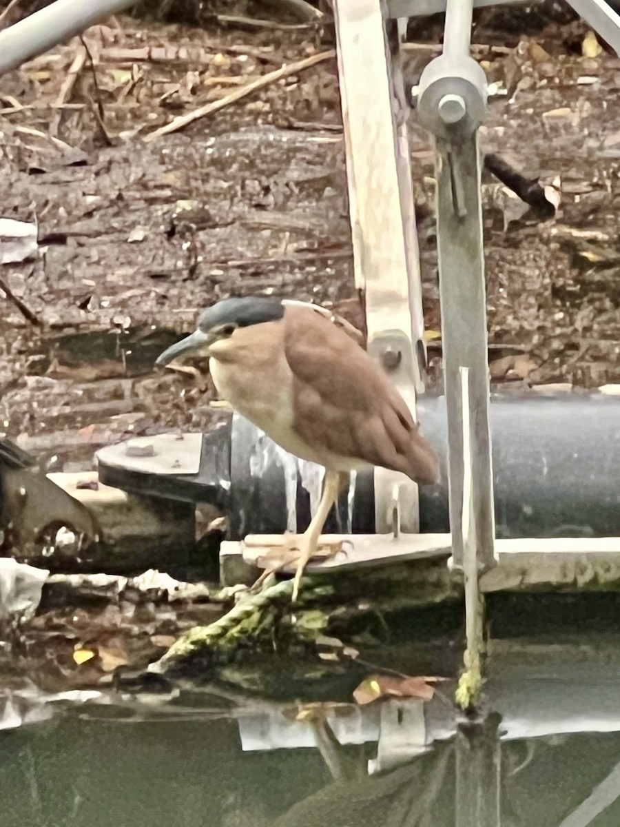 kvakoš rezavý - ML646759068