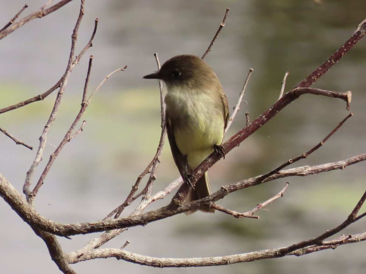 gråfibi - ML646759069