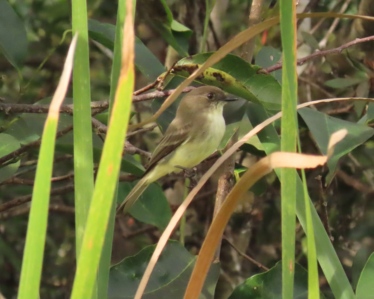 gråfibi - ML646759070