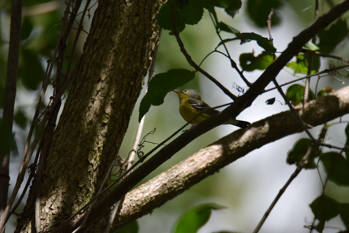 magnoliaparula - ML646759072