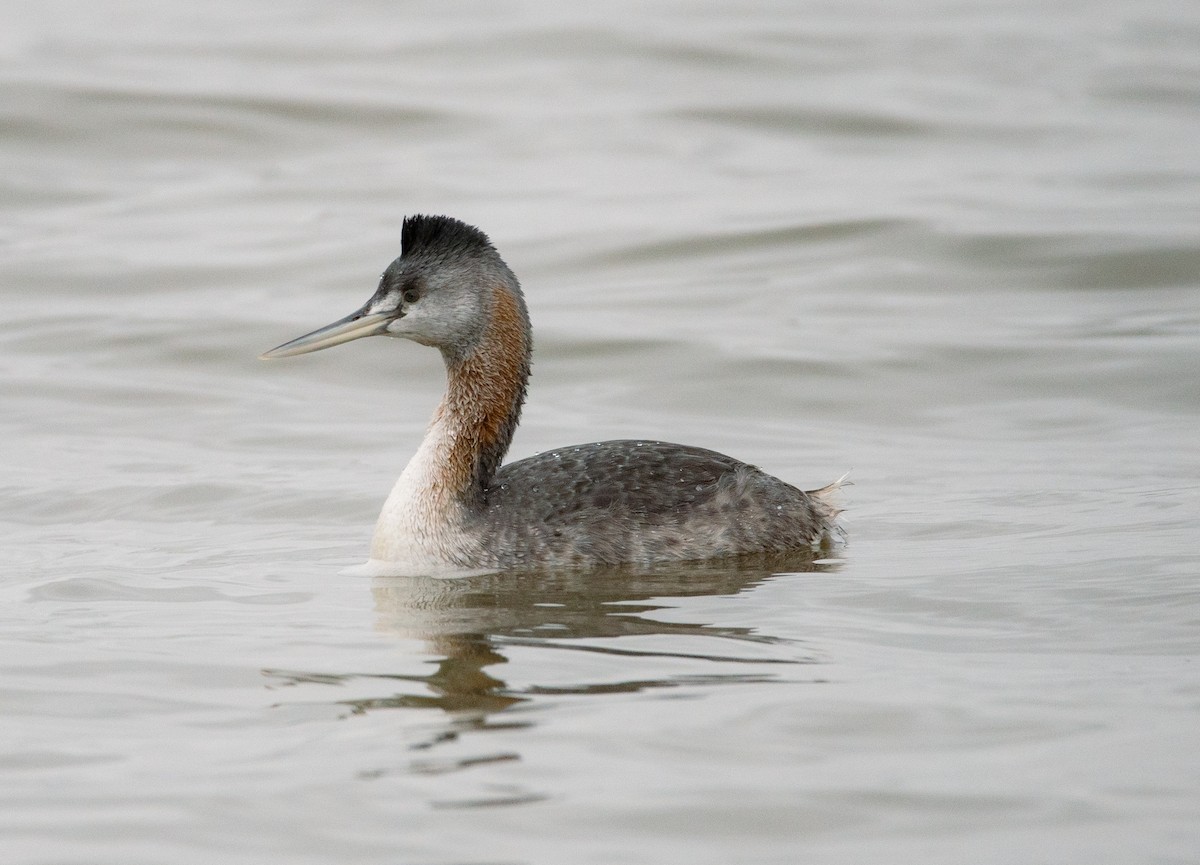 Great Grebe - ML646759075