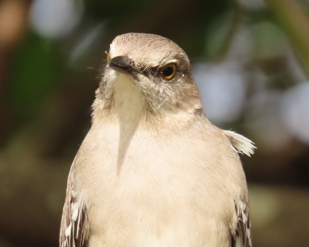 Kuzeyli Taklitçi - ML646759076