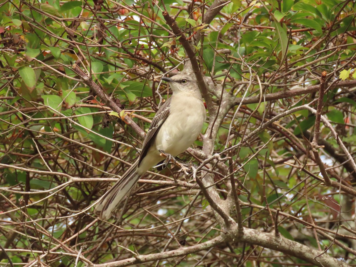 Kuzeyli Taklitçi - ML646759077