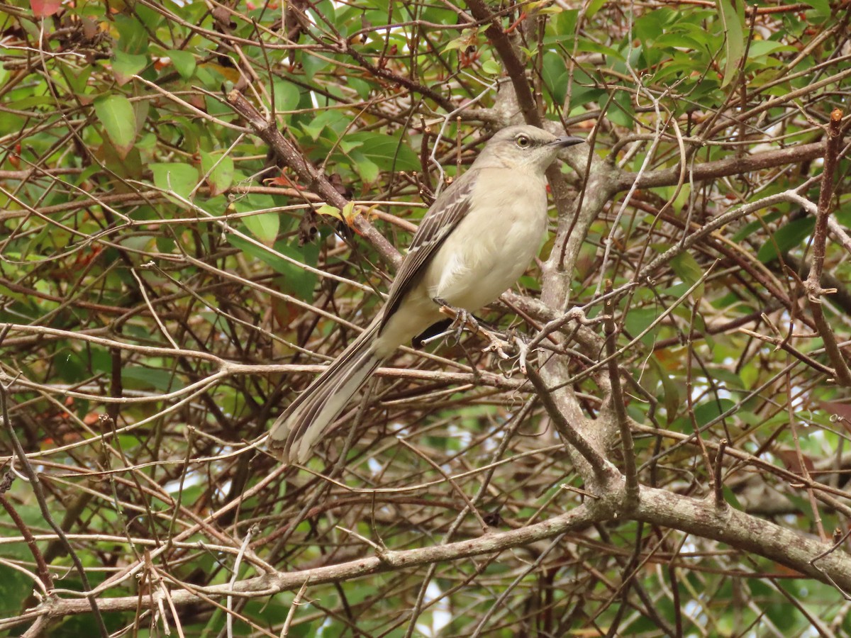 Kuzeyli Taklitçi - ML646759078