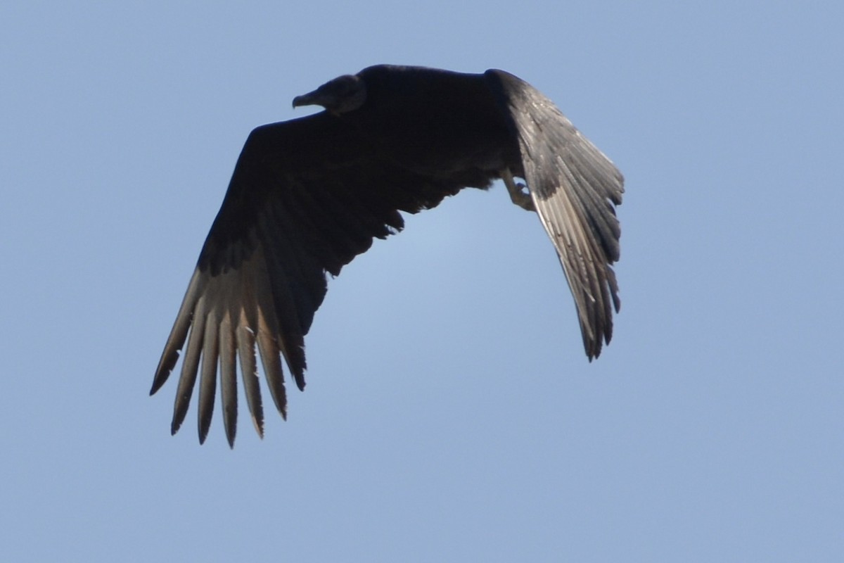 Катарта чорна - ML646759080