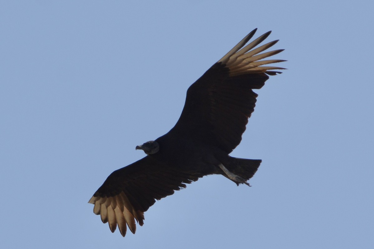 Катарта чорна - ML646759081