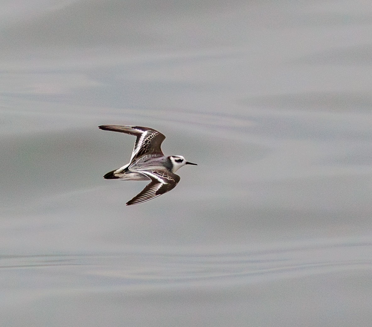 lyskonoh ploskozobý - ML646759082