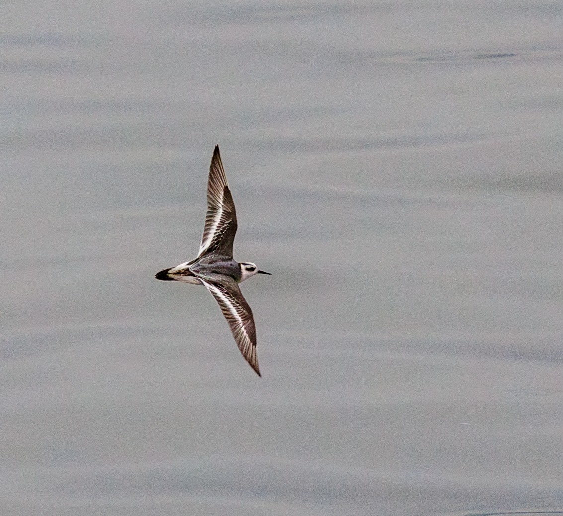 lyskonoh ploskozobý - ML646759083